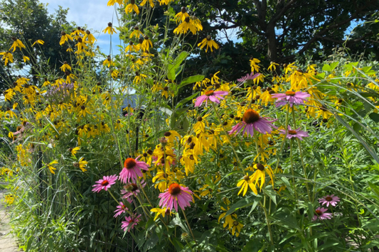 Native Wildflower Seed Mix (2.0 oz. bag) Covers 1000 Sq. Ft.